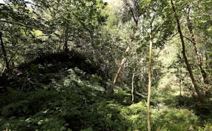 Bois des Dames
