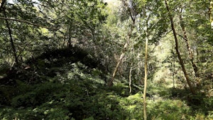 Bois des Dames