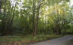 Bois d'Infière