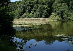 Forêt de la Malmaison