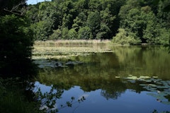 Forêt de la Malmaison