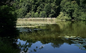 Forêt de la Malmaison