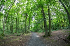 Bois de Serres