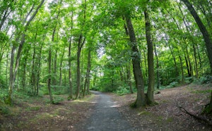 Bois de Serres