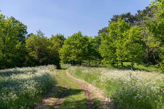 Notre-Dame-du-Gros-Chêne
