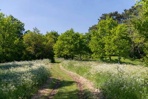 Notre-Dame-du-Gros-Chêne