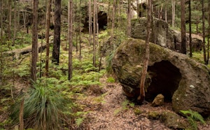 Blue Gum Walk Loop