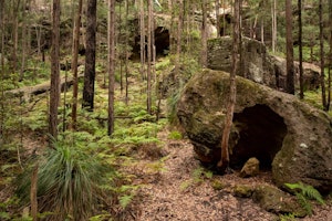 Blue Gum Walk Loop