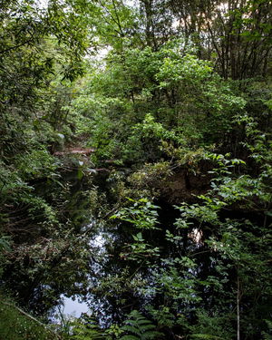 From Thornleigh to Hornsby stations