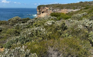 Malabar Headland Track