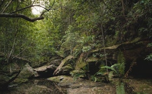 Sassafras Gully Loop