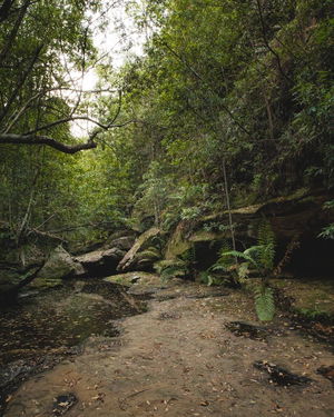Sassafras Gully Loop 