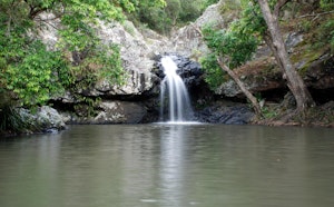 Kondalilla Falls and Picnic Creek Circuit