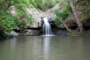 Kondalilla Falls and Picnic Creek Circuit