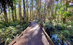 Melaleuca Boardwalk and Kangaroo Trail