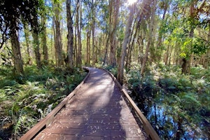 Melaleuca Boardwalk and Kangaroo Trail 