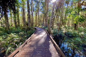 Melaleuca Boardwalk and Kangaroo Trail 
