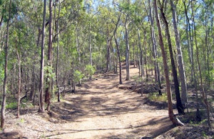 Mount Coot-tha Reserve