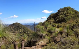 Mount Mitchell Trail