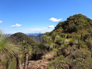 Mount Mitchell Trail