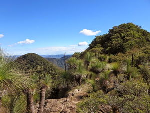 Mount Mitchell Trail