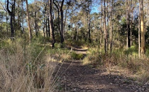 Eugenia et Powerful Owl Tracks