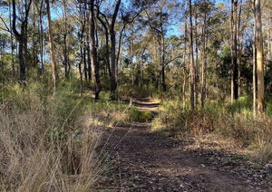 Eugenia et Powerful Owl Tracks