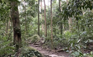 Rainforest Circuit Track