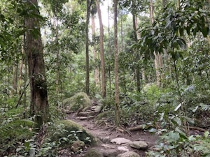 Rainforest Circuit Track