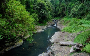 West Canungra Creek Circuit