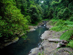 West Canungra Creek Circuit