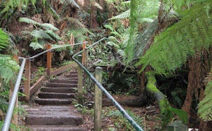 1000 Steps Walk