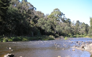 Blue Tongue Bend Loop