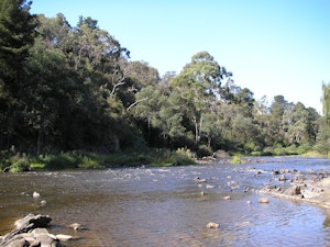  Blue Tongue Bend Loop