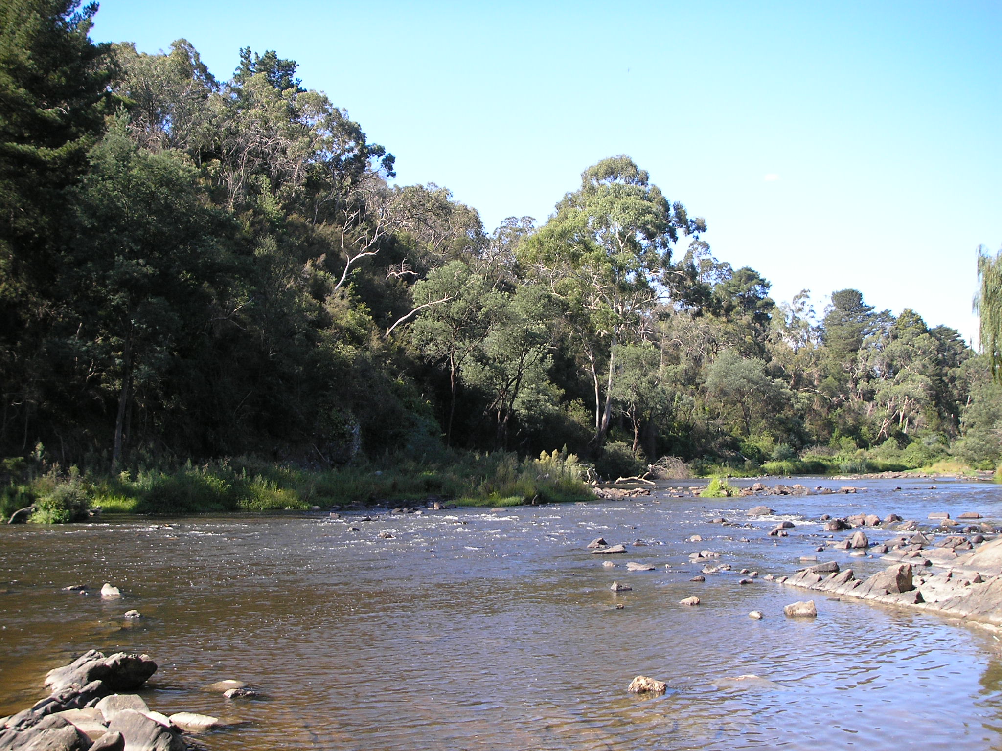  Blue Tongue Bend Loop