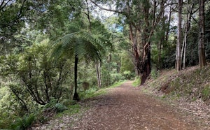 Dandenong Ranges Loop