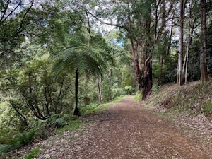 Dandenong Ranges Loop