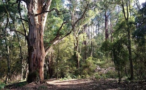 Sherbrooke Forest Loop