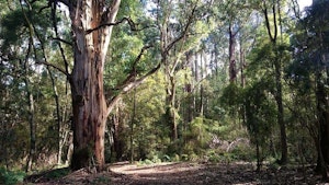 Sherbrooke Forest Loop
