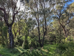 Zamia Trail