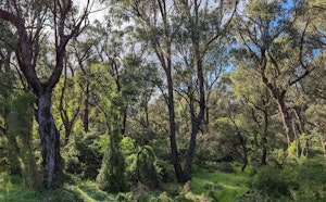 Zamia Trail