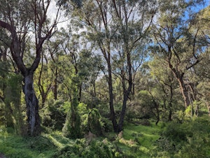 Zamia Trail