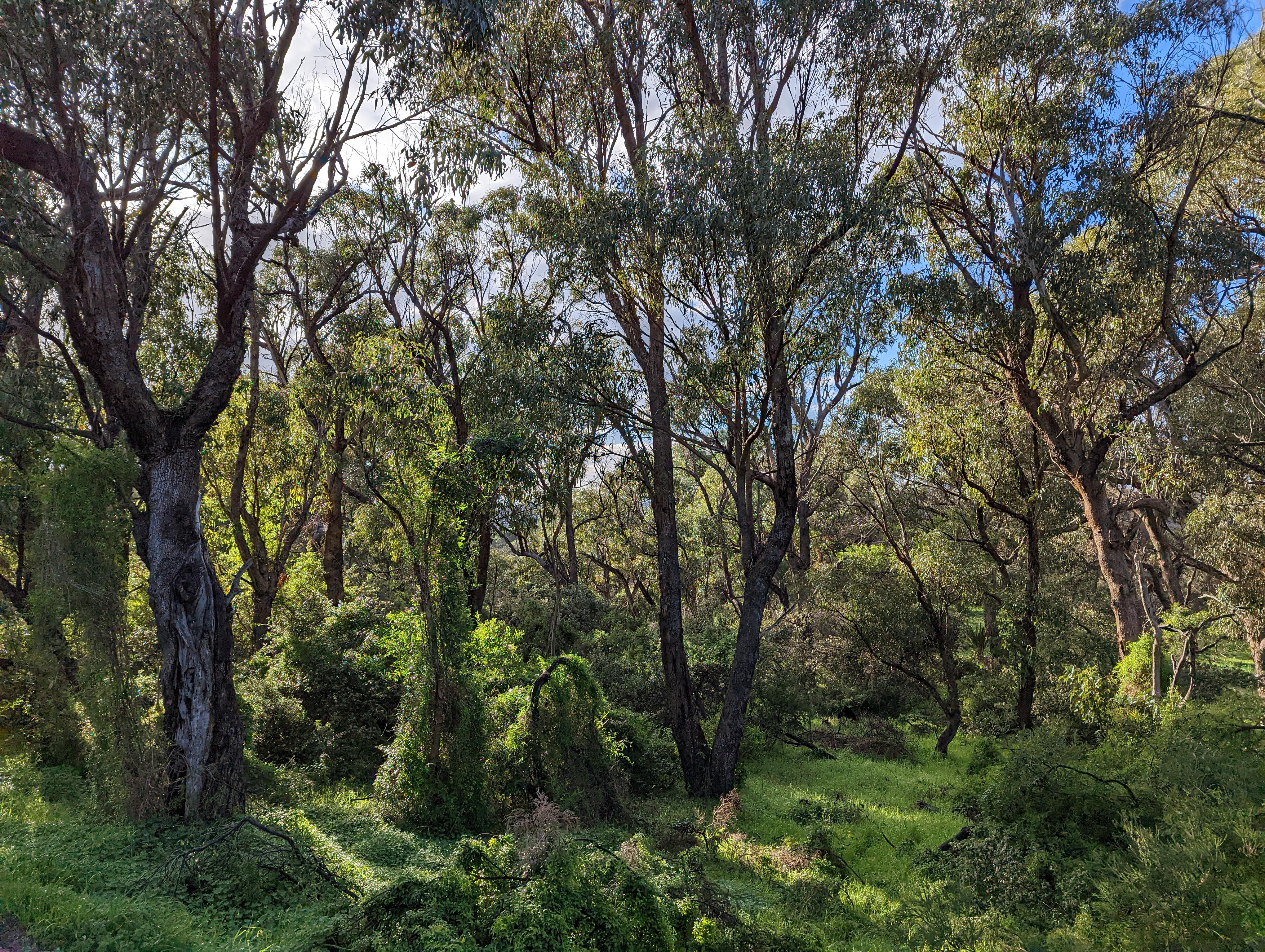 Zamia Trail
