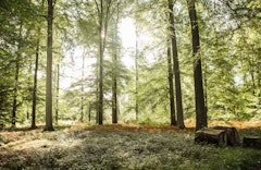 Bois de la Cambre et forêt de Soignes