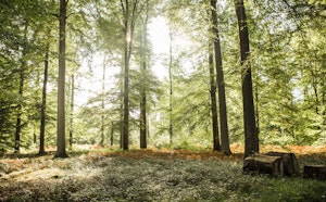 Bois de la Cambre et forêt de Soignes