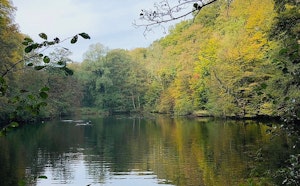 Forêt de Soignes vers Watermael