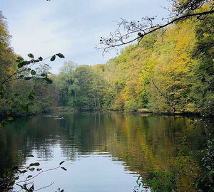 Forêt de Soignes near Watermael