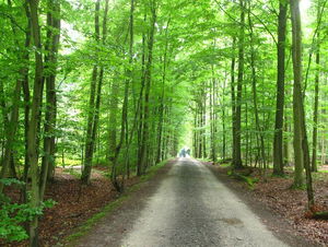 Réserve forestière du Rouge-Cloître