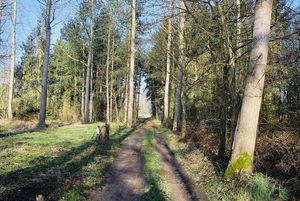 Heverlee and Meerdaal forests