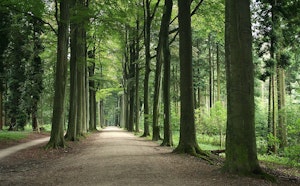 Bois des Capucins